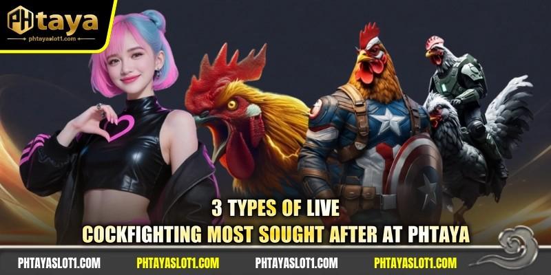 3 types of live cockfighting most sought after at PHTAYA