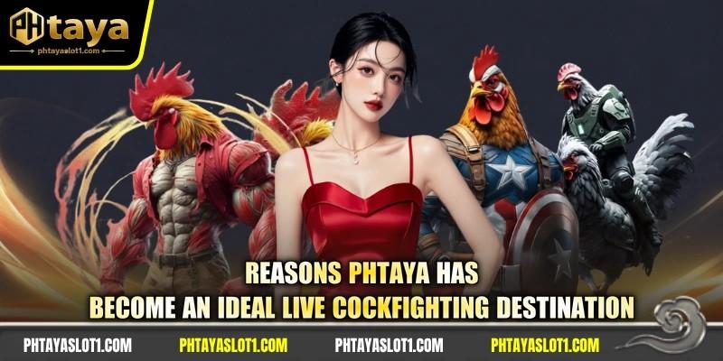 Reasons PHTAYA has become an ideal live cockfighting destination